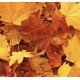 Automne