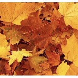 Automne