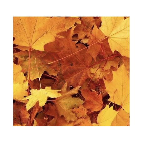 Automne
