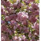 Printemps