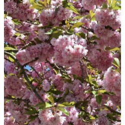 Printemps