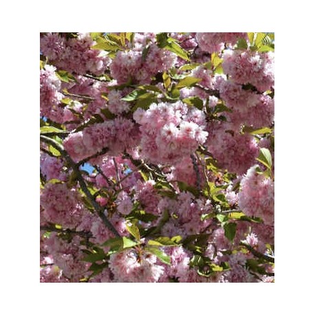 Printemps