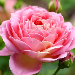 Rose de Damas