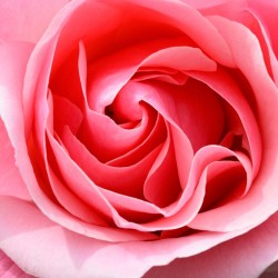 Pétale de rose poudre (Rosa Gallica