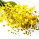 Cassia poudre