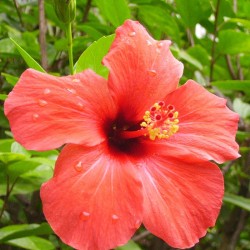Hibiscus poudre (Hibiscus sabdariffa)