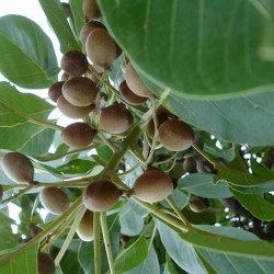 Baheda Poudre ( Terminalia belerica)