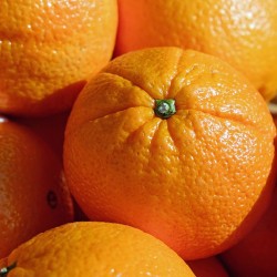 Orange (Citrus aurantium)