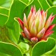 Curcuma