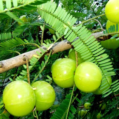 Amla (Phyllantus emblica)