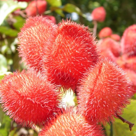 Urucum (Bixa orellana)