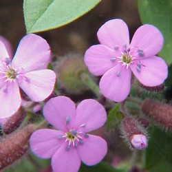 Saponaire (Saponaria)