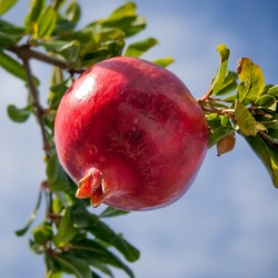 Grenade (Punica granatum)