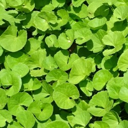 Brahmi poudre (Bacopa Monnieri) Terre et Passion Bourgbarré