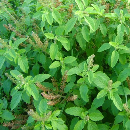 Tulsi poudre (Ocimum Sanctum) Terre et Passion Bourgbarré