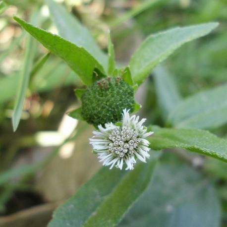 Bhringaraj en poudre 100g  Soin de vos cheveux naturel